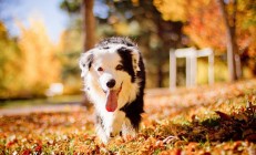 米兰体育app-蔚蓝海岸的足球史诗，尼斯终结马赛，孙兴慜末节接管比赛